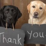 How do dogs say thank you