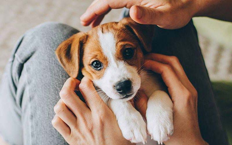 Puppy affection signs