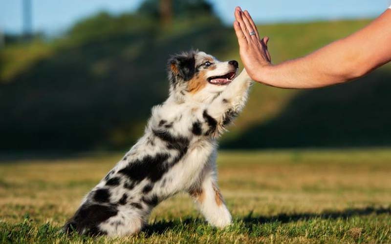 Building trust with a puppy