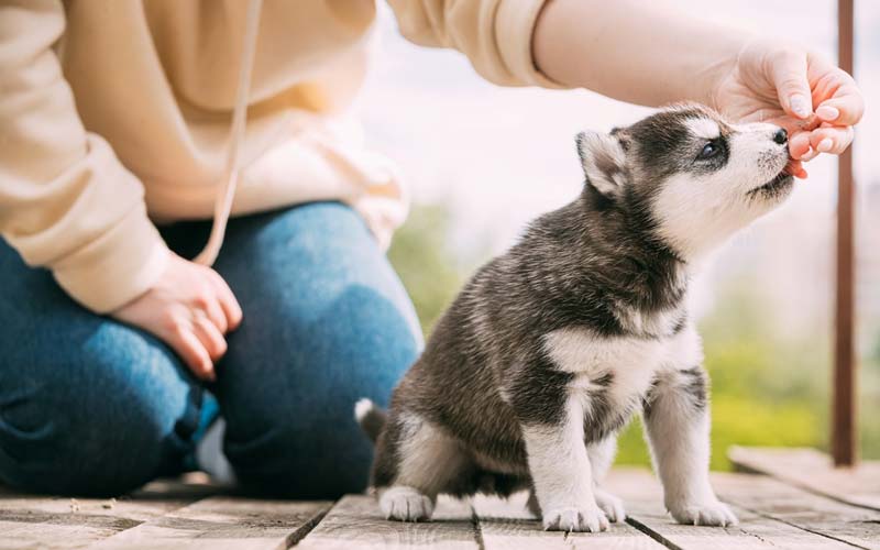 Puppy-owner relationship