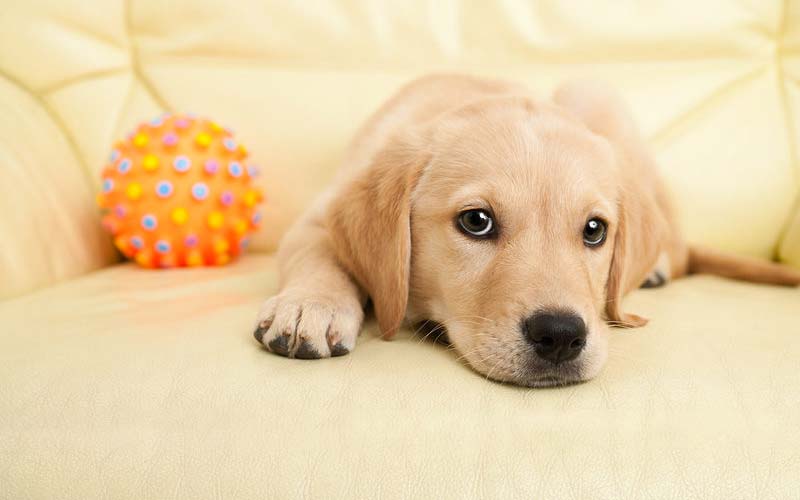 Gentle puppy discipline