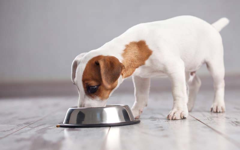 Overfeeding puppy symptoms