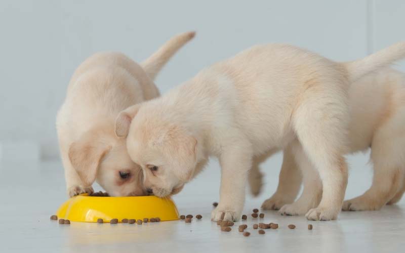 How much to feed a puppy