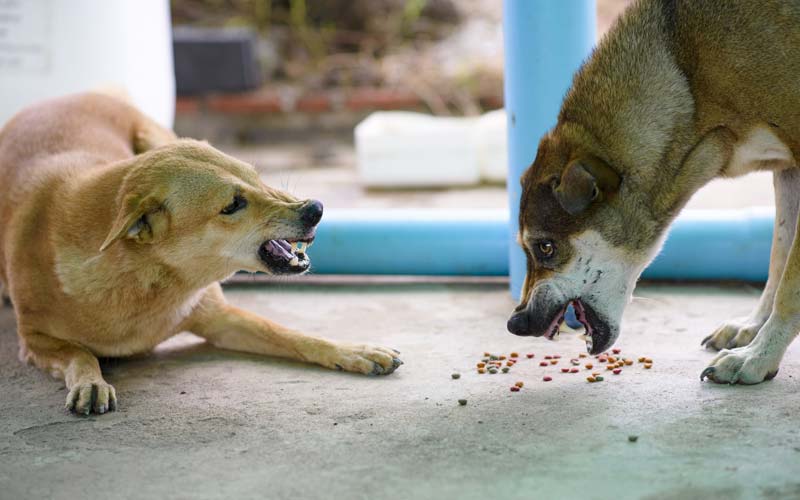 Dog food guarding