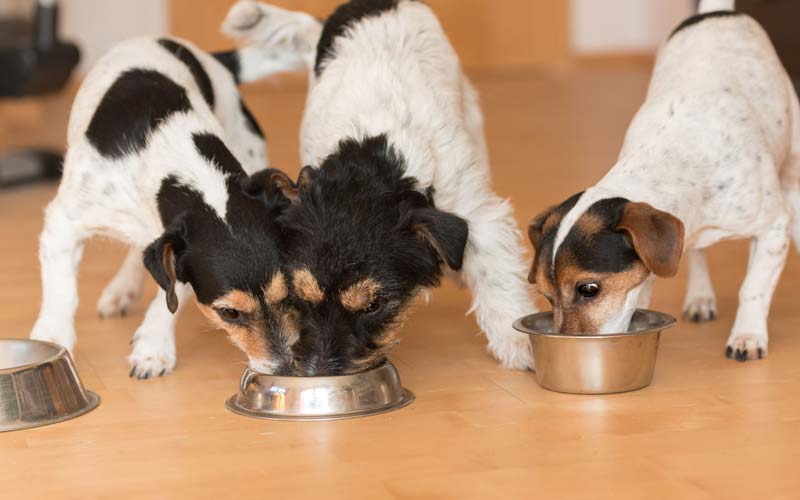 Managing food aggression in dogs