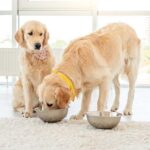 Food aggression in dogs