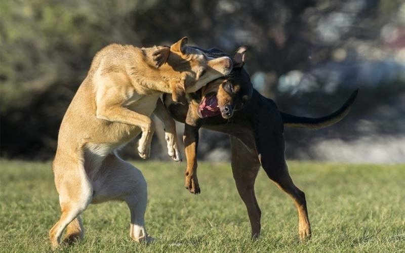 Prevent dog fights at home