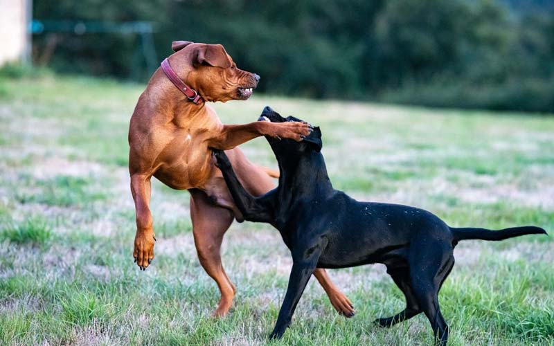 Dogs fighting in the same house