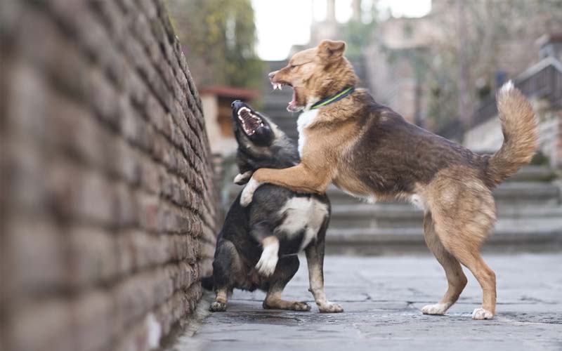 How to manage dogs fighting