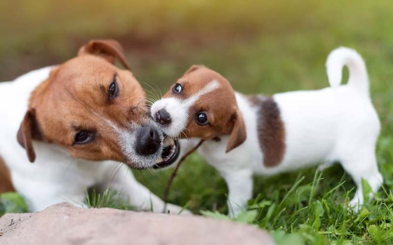 Break up dog fights safely