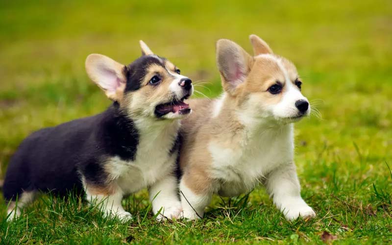 Puppy teeth development