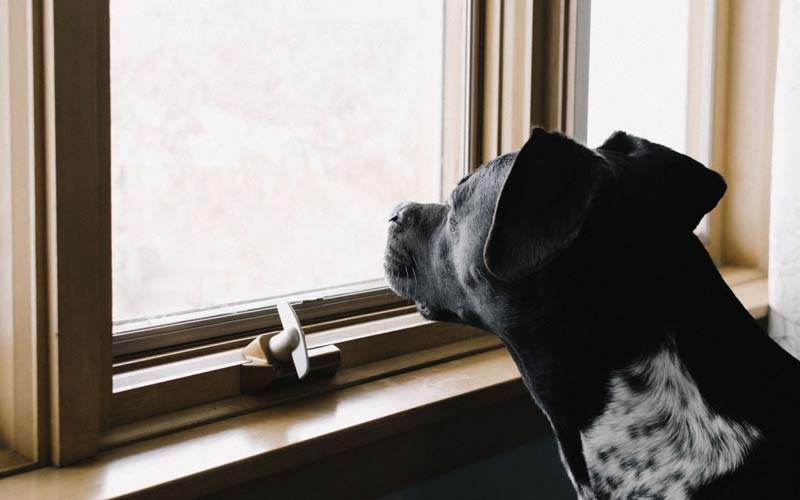 Dog loneliness symptoms