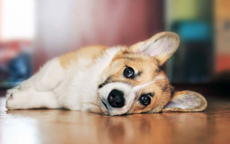 Dog depression symptoms