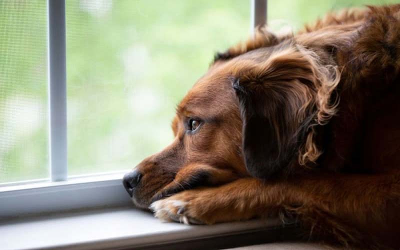 Dogs and separation anxiety