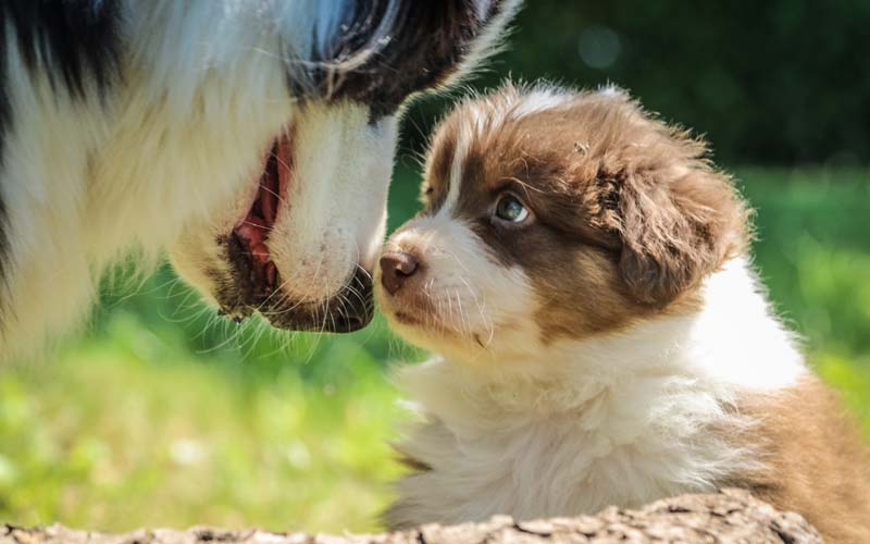 Mother dog discipline