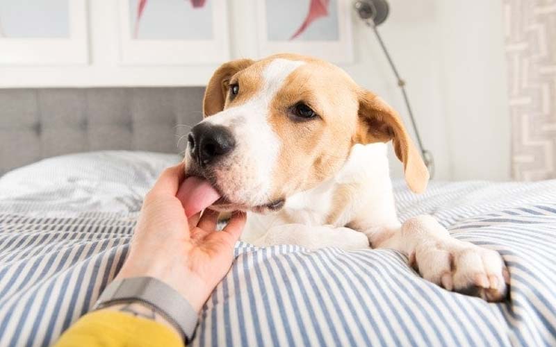 Puppy licking worms