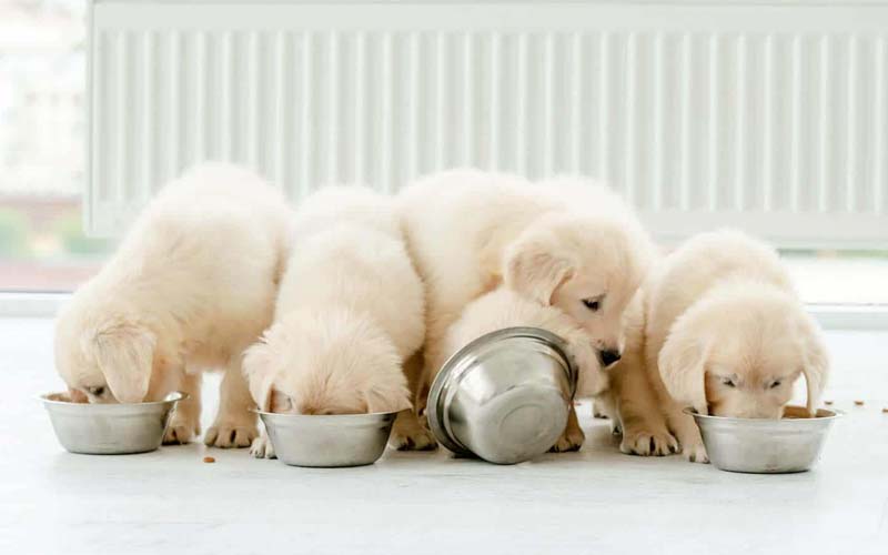 Free feeding puppies