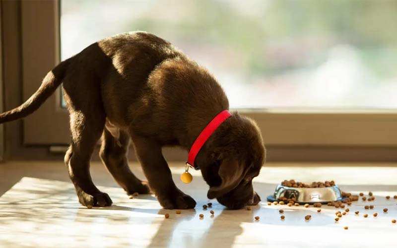 Puppy feeding habits