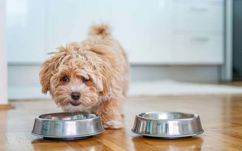 Puppy meal schedule