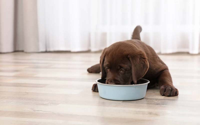 How much should a puppy eat?