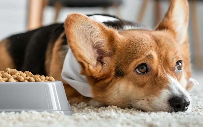 Healthy feeding practices for puppies