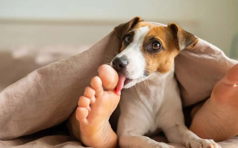 Dog licking training tips