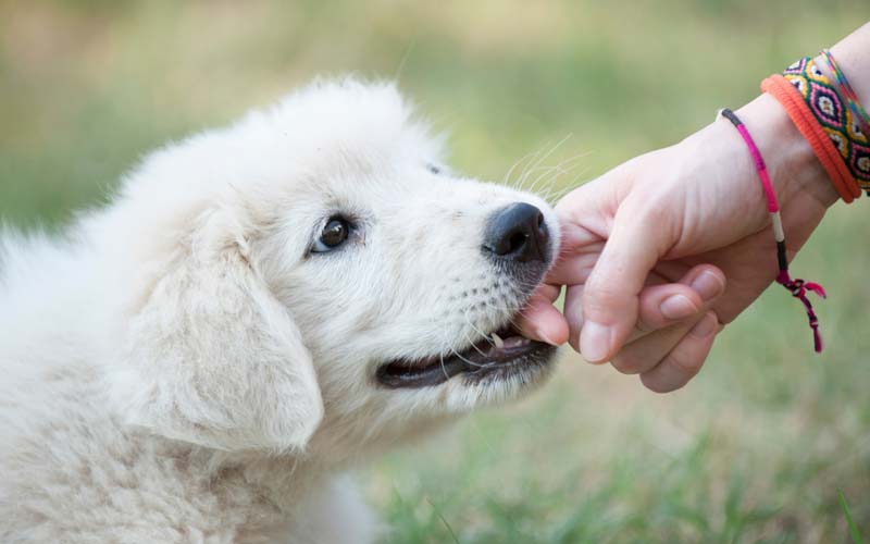 Stop dog nipping