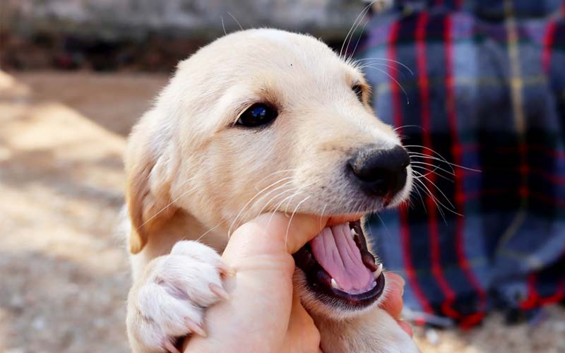 Dog nipping when excited