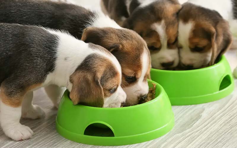 When to stop soaking puppy food