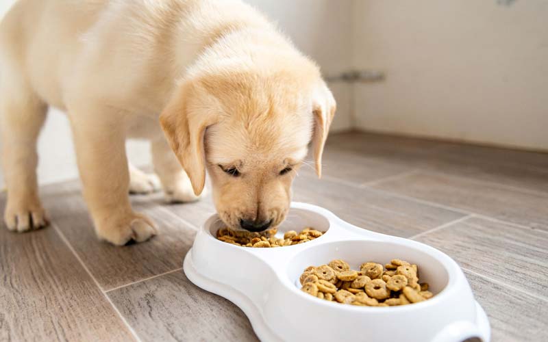 How long to soak puppy food