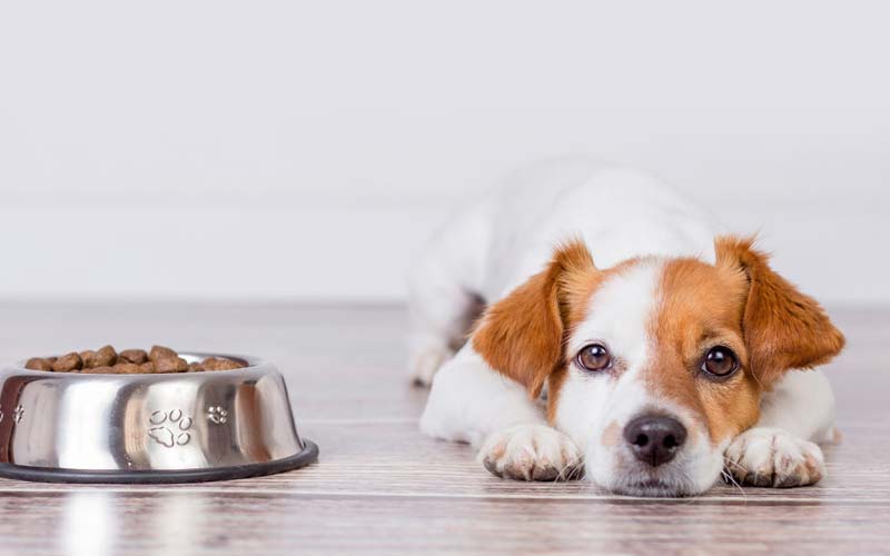 Transition from soaked food to dry kibble