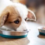 When to stop soaking puppy food