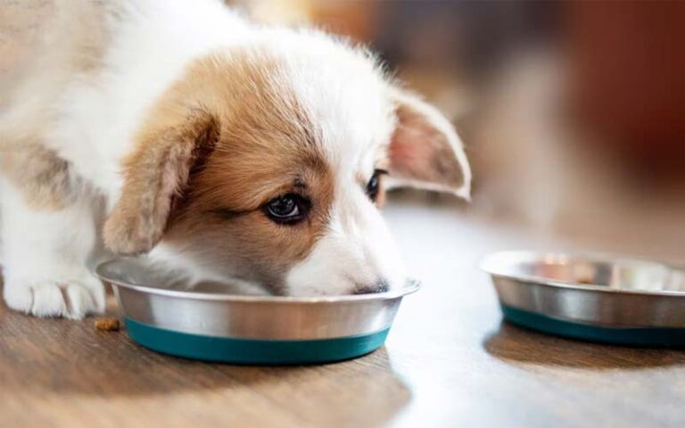 When to stop soaking puppy food