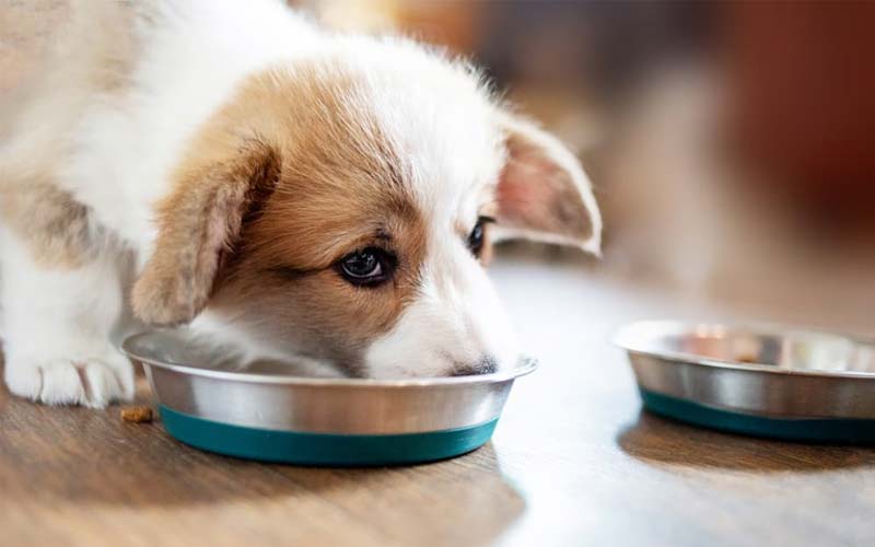 Best time to stop soaking puppy food