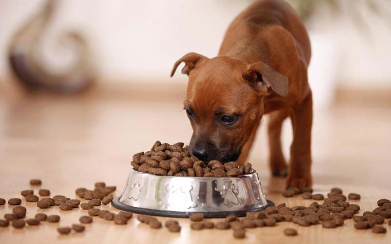 How to switch puppy from wet to dry food