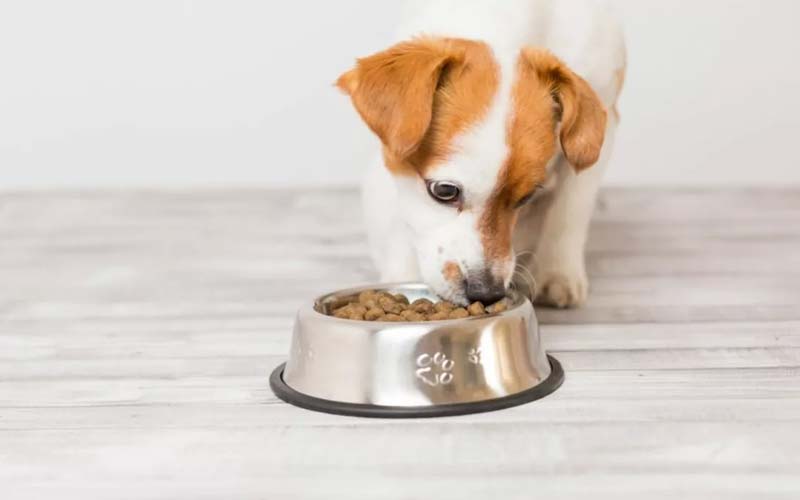 Puppy food soaking tips