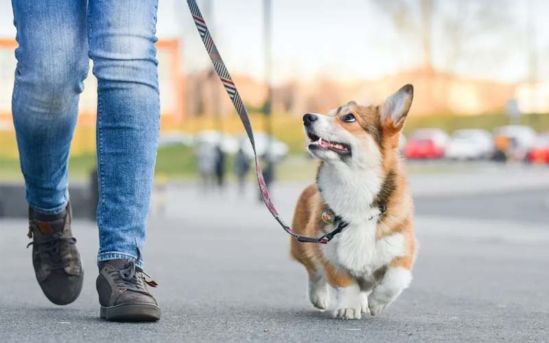 Puppy leash training