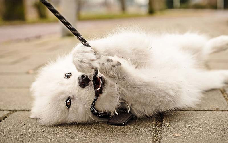 How to train a puppy to walk on a leash