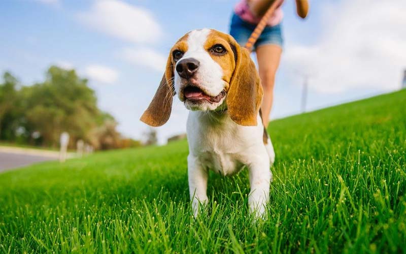 Leash training a puppy