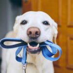 Puppy leash training