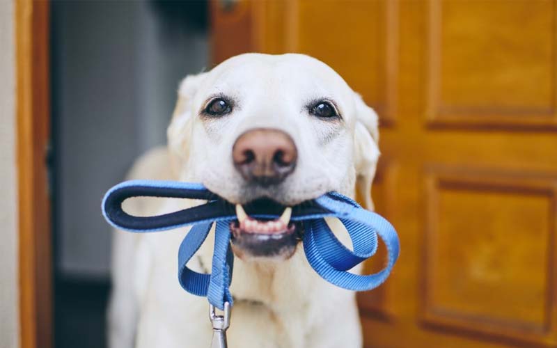 Teach puppy to walk on a leash