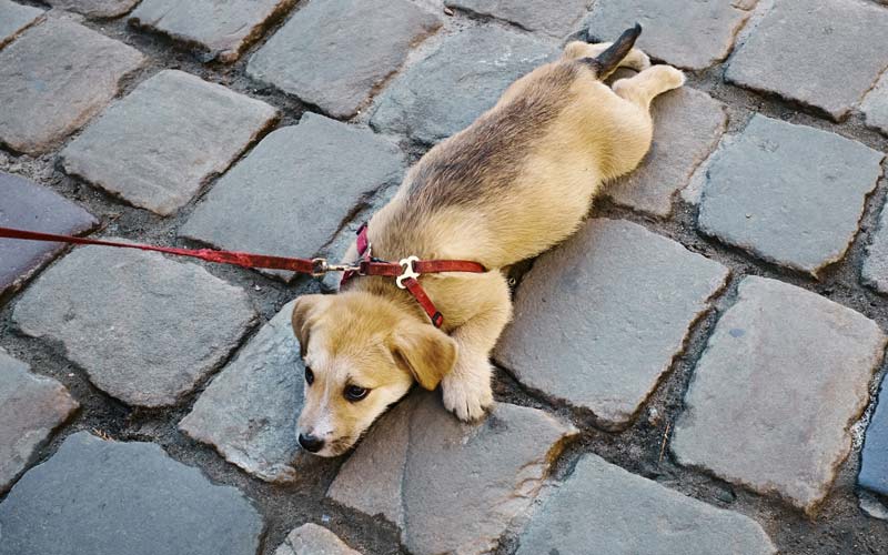 Best way to leash train a puppy