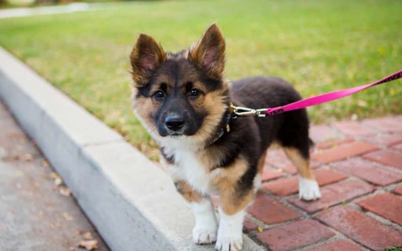 Puppy leash walking tips