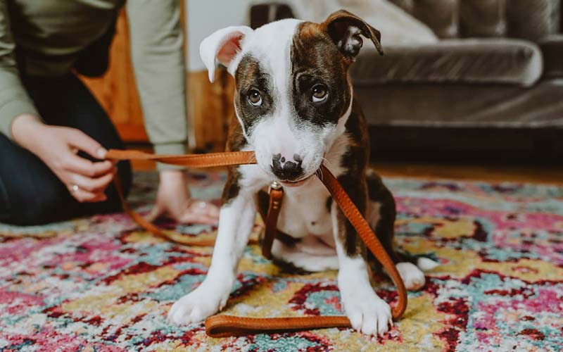 Leash training techniques