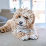 Cute mixed dog breeds