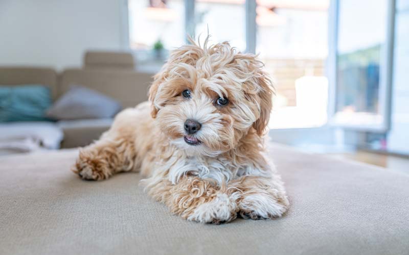 Maltipoo