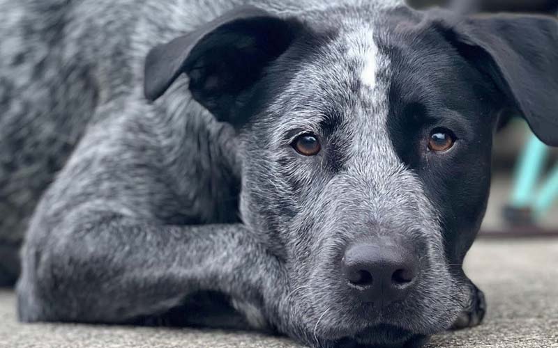 Labraheeler