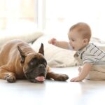 Dogs and babies