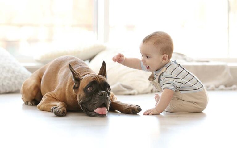 Dogs and babies