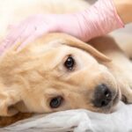 Puppy deworming schedule